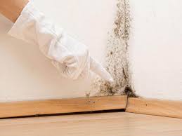 Professional Mold Removal Services in Santa Anna, TX